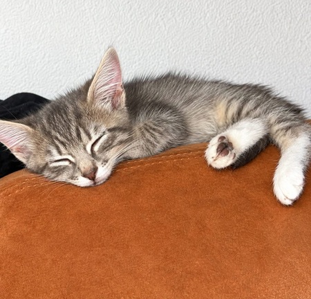 Adopter Tigris