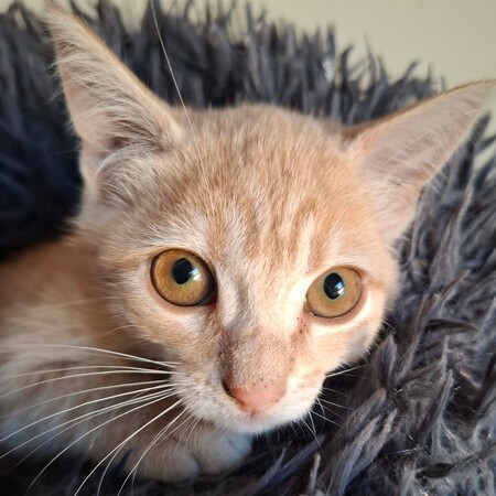 Adopter Bidule