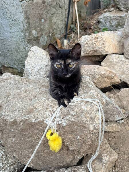 Adopter Becky & Basilisse