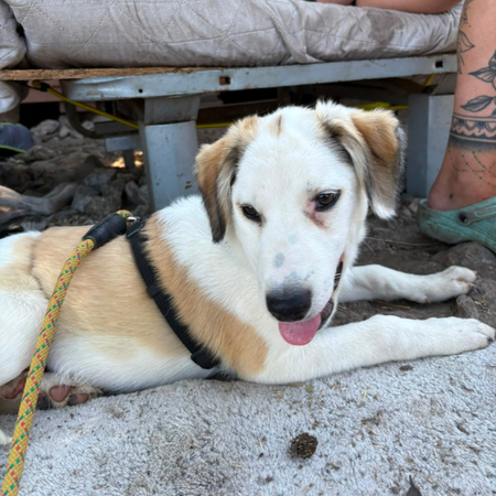 Adopter PIPA