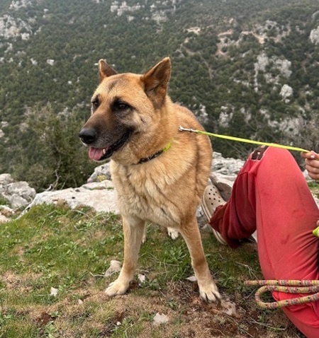 Adopter Bailey