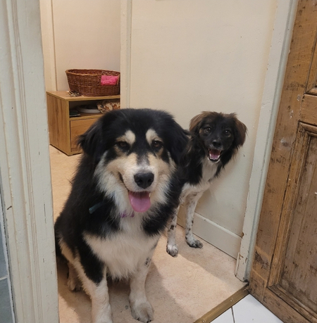 Adopter Nyssen