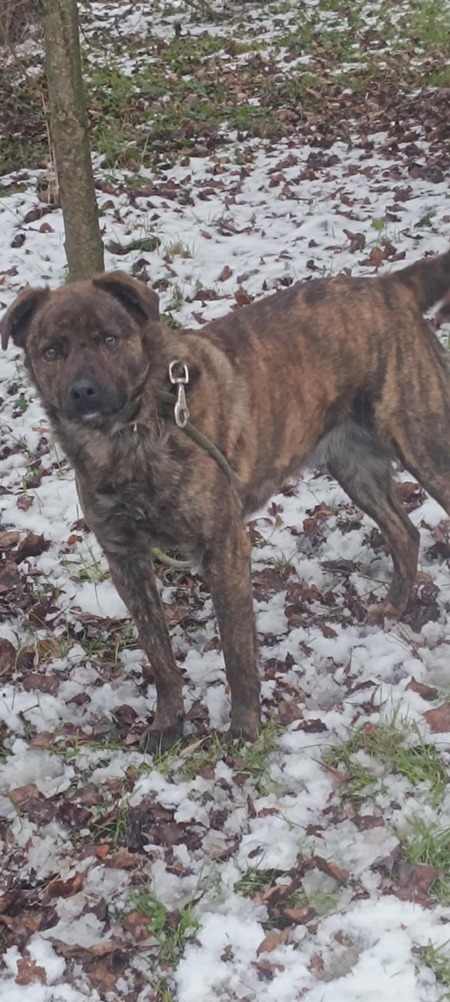 Adopter Tex