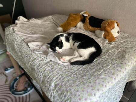 Adopter Ben