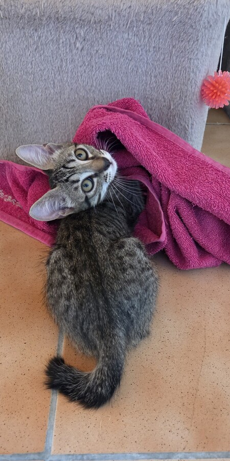 Adopter Shadows