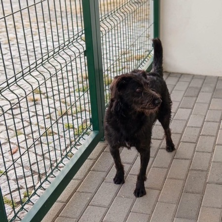 Adopter Amora