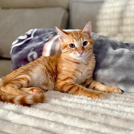 Adopter Shanks
