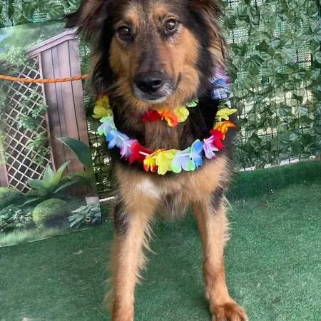 Adopter Elias