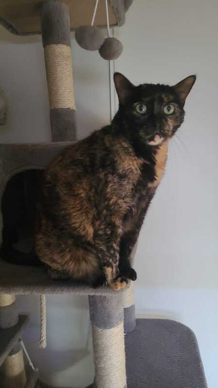 Adopter Moka