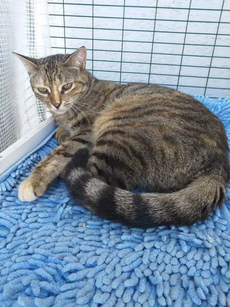 Adopter Arone
