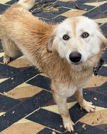 Adopter Izzy