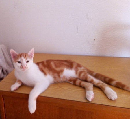 Adopter Boniface