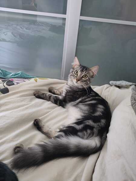 Adopter Tucson
