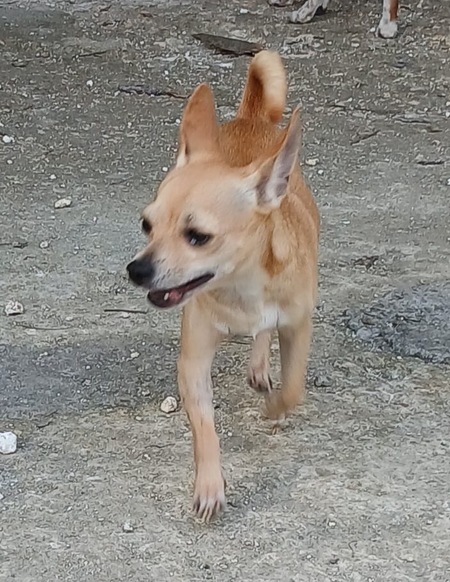 Adopter Ulysse