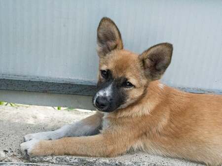 Adopter Calista