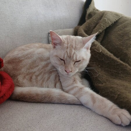 Adopter Wink