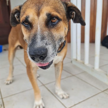 Adopter Babar
