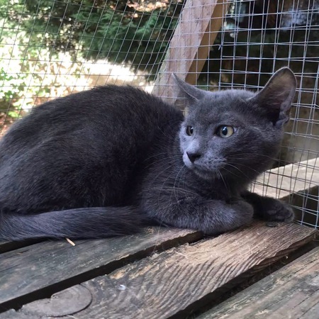 Adopter Grison 