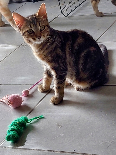 Adopter Jinette