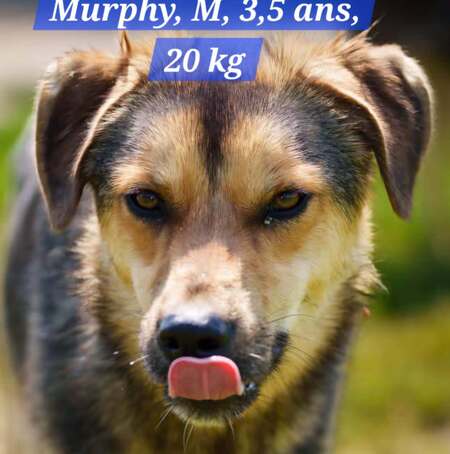 Adopter MURPHY