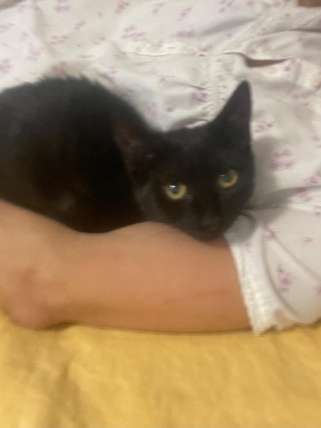 Adopter Louisa