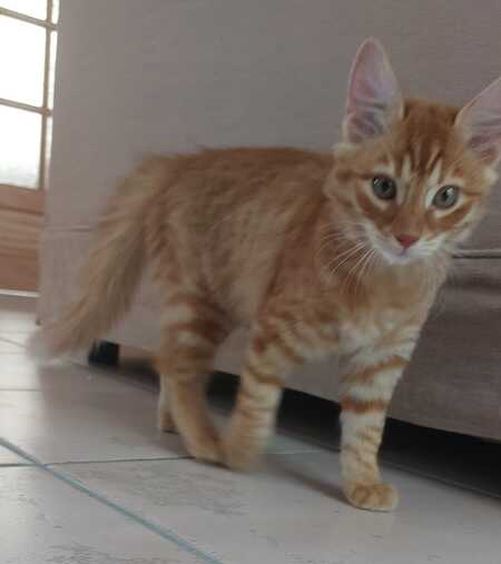 Adopter Vanille 