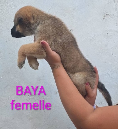Adopter Baya