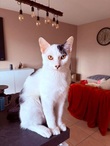 Adopter Bandit 