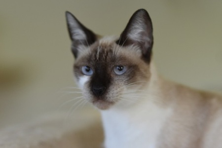 Adopter Satine