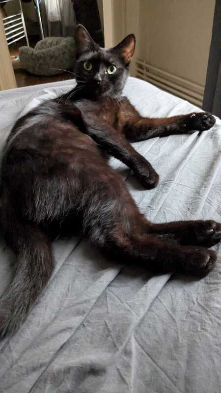 Adopter Chanel