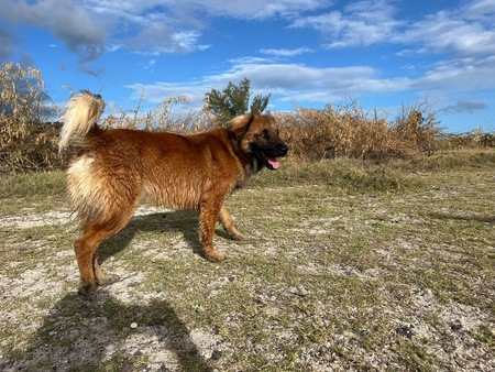 Adopter Sira