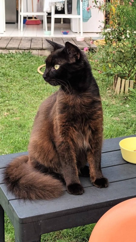 Adopter Zémi