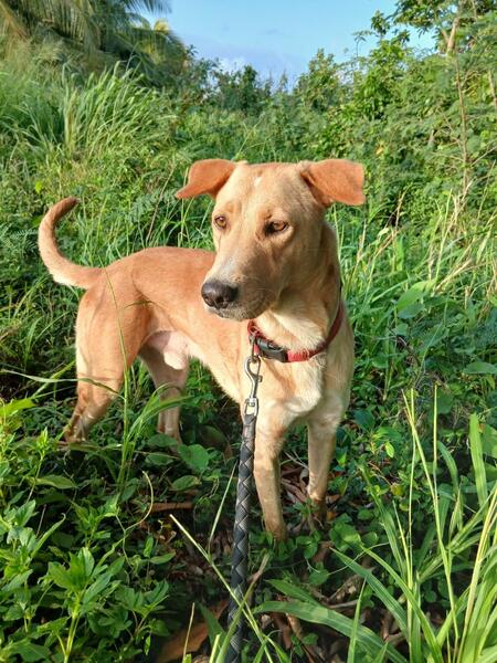 Adopter Kiko