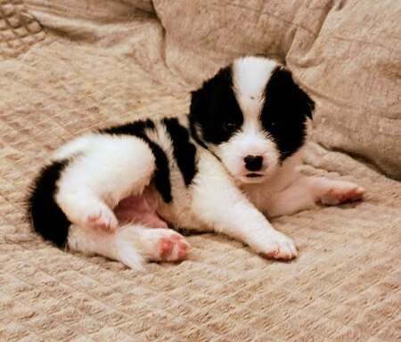 Adopter Kumo