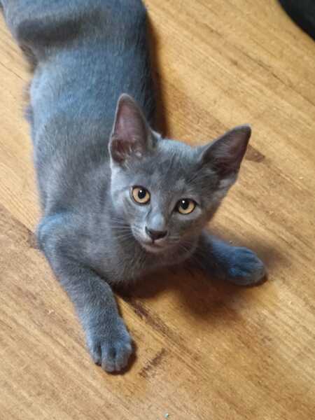 Adopter Nube