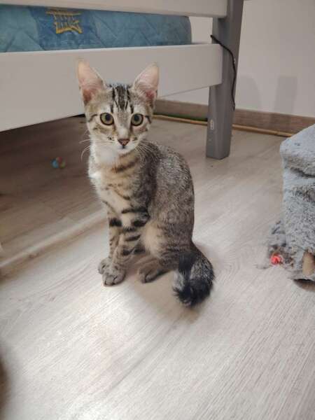 Adopter PIMOUSSE