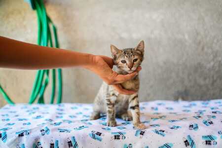 Adopter LIA