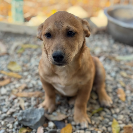 Adopter Jason