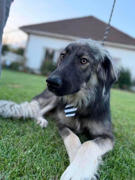 Adopter Devon