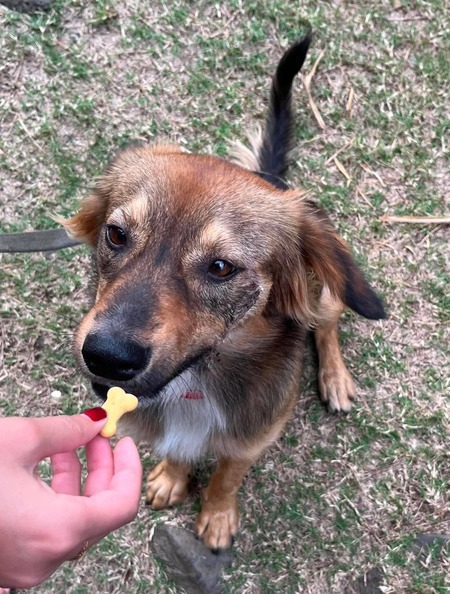 Adopter Corto