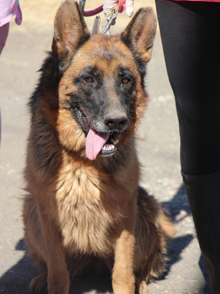 Adopter Chiruca