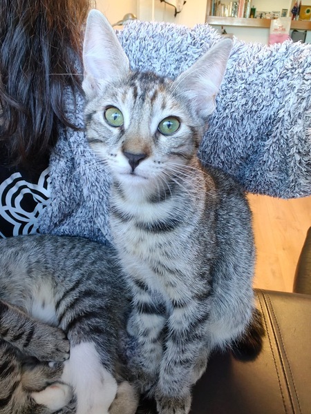 Adopter Belette 