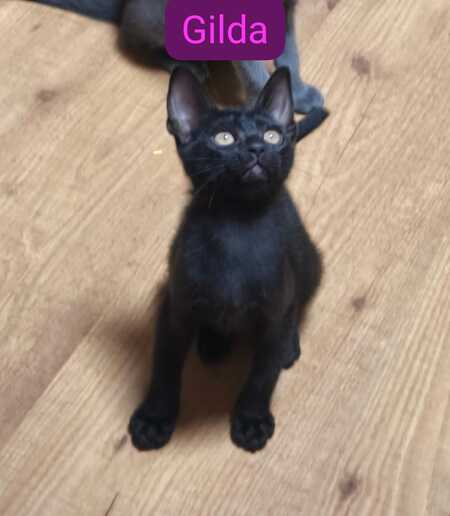 Adopter Gilda