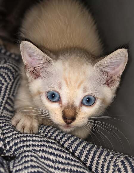 Adopter Basura