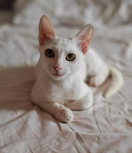 Adopter Ollie