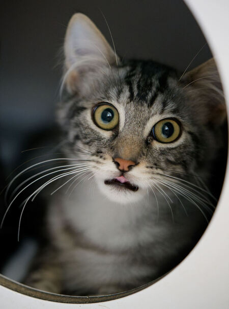 Adopter Tucson