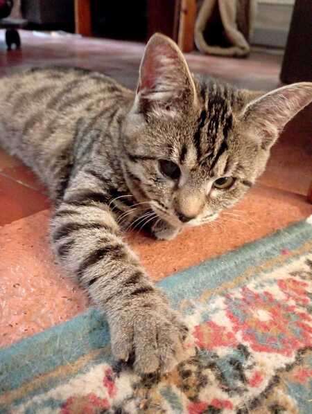 Adopter Bonnie
