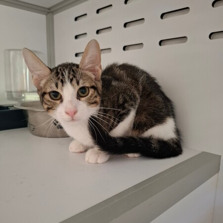 Adopter BOMBAY