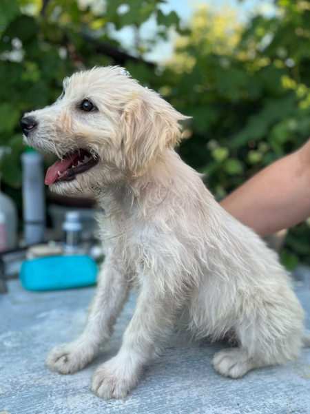 Adopter Eira