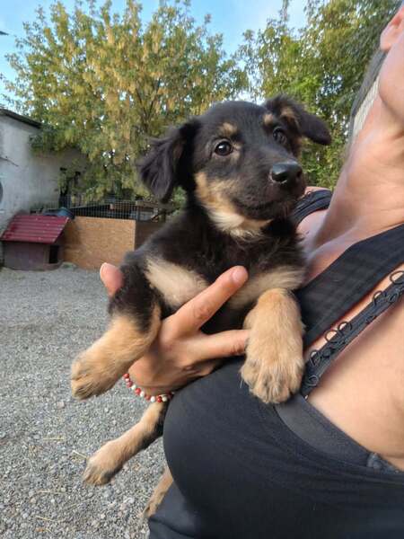 Adopter Chouquette